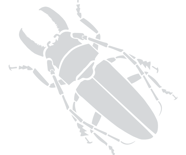 Framed bugs – The Insectrum Company