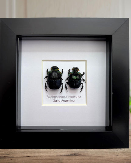 Framed Emperor Dung Beetle Pair, 4x4 Entomology Specimen