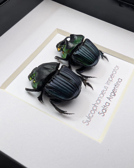 Framed Emperor Dung Beetle Pair, 4x4 Entomology Specimen