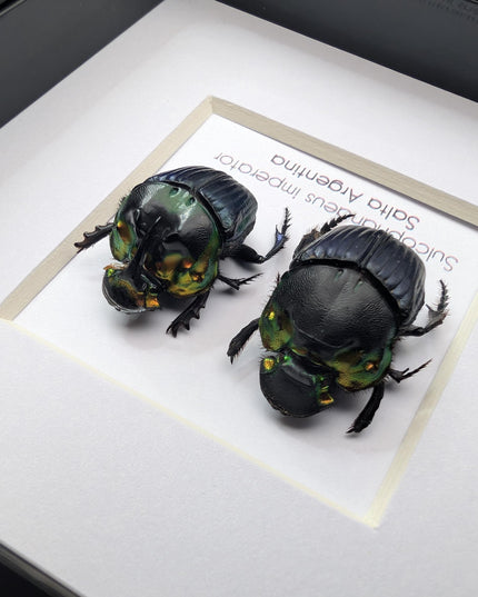 Framed Emperor Dung Beetle Pair, 4x4 Entomology Specimen