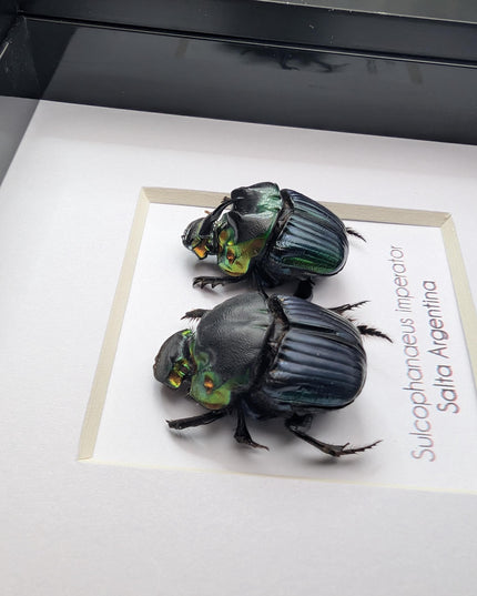 Framed Emperor Dung Beetle Pair, 4x4 Entomology Specimen