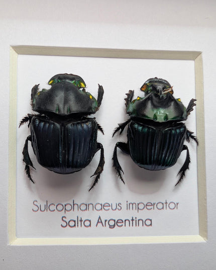 Framed Emperor Dung Beetle Pair, 4x4 Entomology Specimen