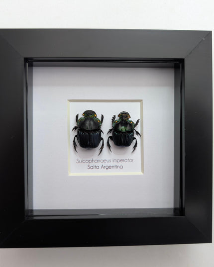 Framed Emperor Dung Beetle Pair, 4x4 Entomology Specimen