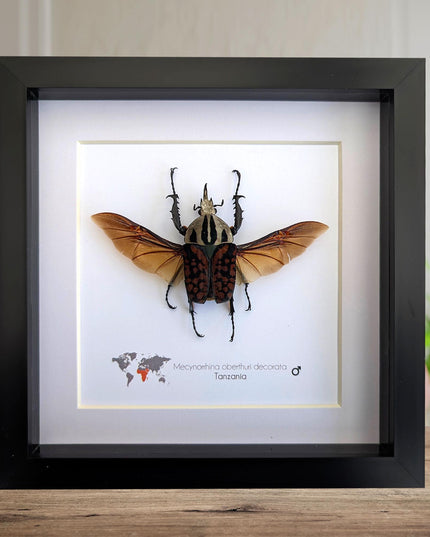 Framed Mecynorhina Aberturi Beetle, Spread Wing Entomology Wall Decor (6x6)