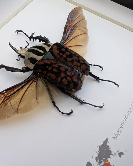 Framed Mecynorhina Aberturi Beetle, Spread Wing Entomology Wall Decor (6x6)
