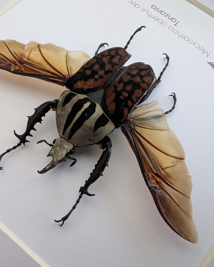 Framed Mecynorhina Aberturi Beetle, Spread Wing Entomology Wall Decor (6x6)