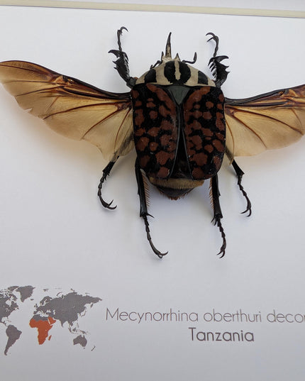 Framed Mecynorhina Aberturi Beetle, Spread Wing Entomology Wall Decor (6x6)