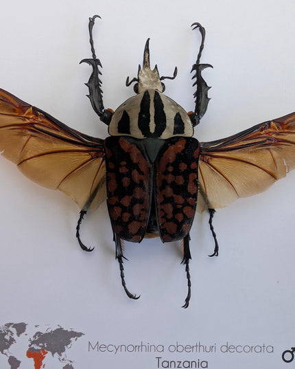 Framed Mecynorhina Aberturi Beetle, Spread Wing Entomology Wall Decor (6x6)