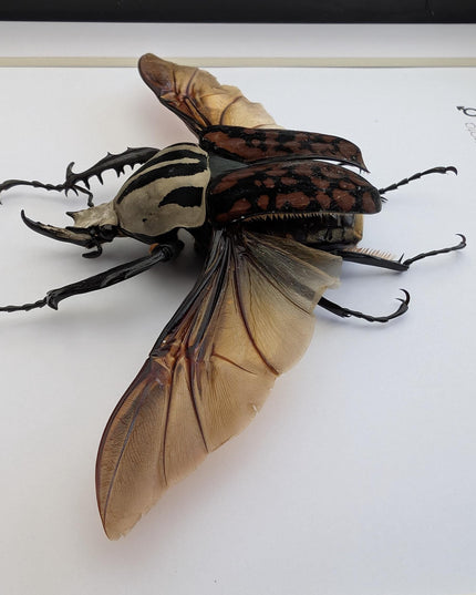Framed Mecynorhina Aberturi Beetle, Spread Wing Entomology Wall Decor (6x6)