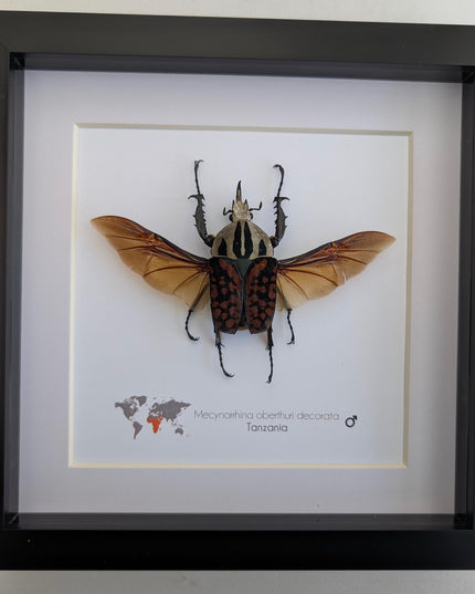 Framed Mecynorhina Aberturi Beetle, Spread Wing Entomology Wall Decor (6x6)