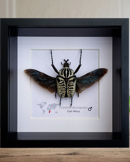 Framed Goliath Flower Beetle Taxidermy, East Africa, 6' x 6'