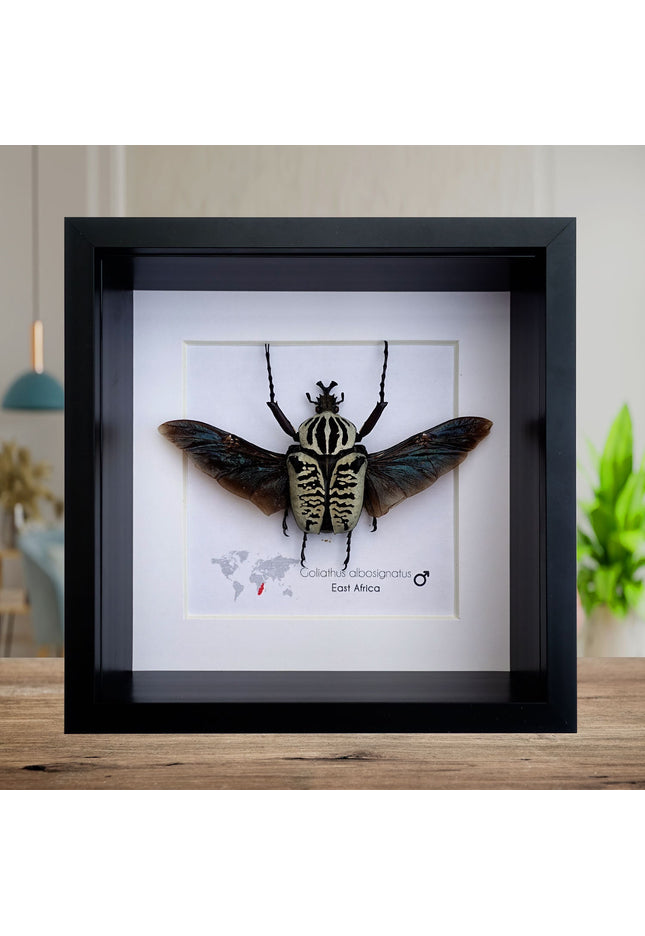 Framed Goliath Flower Beetle Taxidermy, East Africa, 6' x 6'