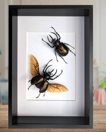 Framed Chalcosoma atlas set two,  artistic display Atlas beetle, rhinoceros beetle from Indonesia,  taxidermy present frame 8.27" x 11.69"