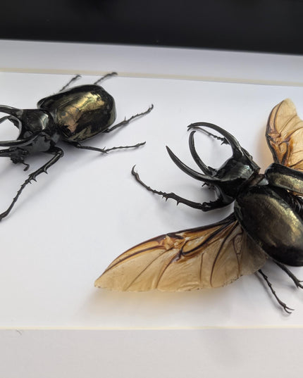 Framed Chalcosoma atlas set two,  artistic display Atlas beetle, rhinoceros beetle from Indonesia,  taxidermy present frame 8.27" x 11.69"