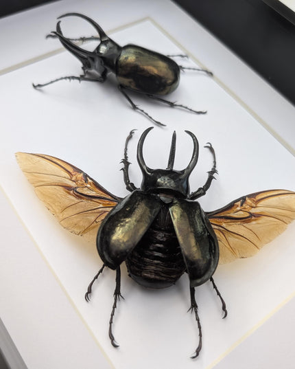 Framed Chalcosoma atlas set two,  artistic display Atlas beetle, rhinoceros beetle from Indonesia,  taxidermy present frame 8.27" x 11.69"