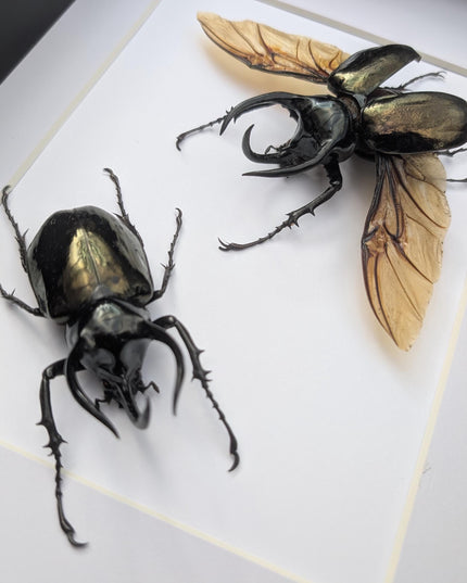 Framed Chalcosoma atlas set two,  artistic display Atlas beetle, rhinoceros beetle from Indonesia,  taxidermy present frame 8.27" x 11.69"