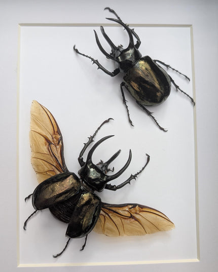 Framed Chalcosoma atlas set two,  artistic display Atlas beetle, rhinoceros beetle from Indonesia,  taxidermy present frame 8.27" x 11.69"