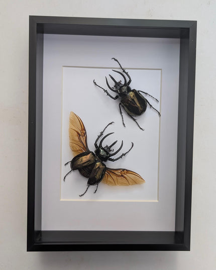 Framed Chalcosoma atlas set two,  artistic display Atlas beetle, rhinoceros beetle from Indonesia,  taxidermy present frame 8.27" x 11.69"