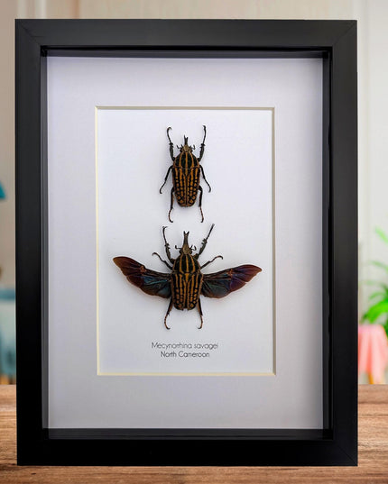 Framed Mecynorrhina Savagei Beetle Pair: Entomology Wall Decor (8x10)