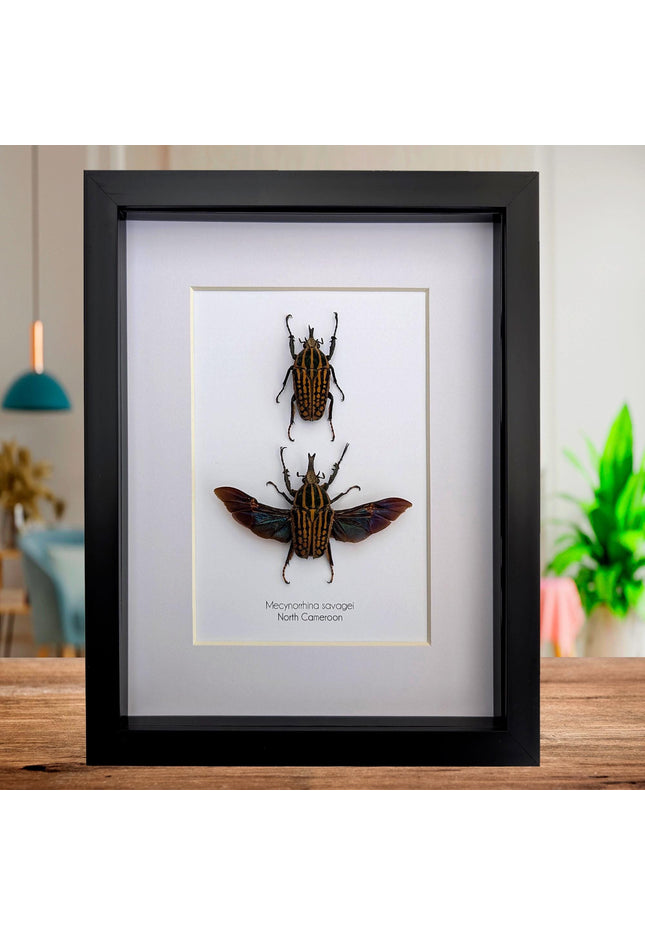 Framed Mecynorrhina Savagei Beetle Pair: Entomology Wall Decor (8x10)