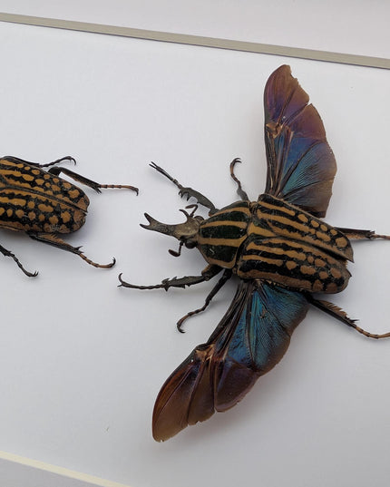 Framed Mecynorrhina Savagei Beetle Pair: Entomology Wall Decor (8x10)