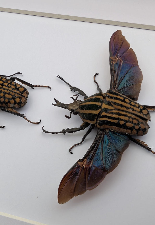 Framed Mecynorrhina Savagei Beetle Pair: Entomology Wall Decor (8x10)