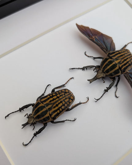 Framed Mecynorrhina Savagei Beetle Pair: Entomology Wall Decor (8x10)