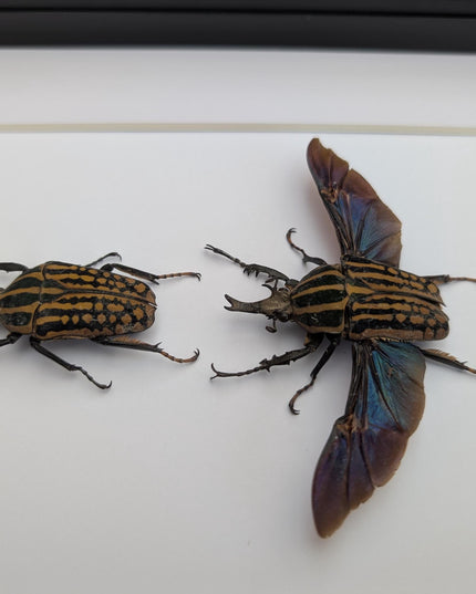 Framed Mecynorrhina Savagei Beetle Pair: Entomology Wall Decor (8x10)