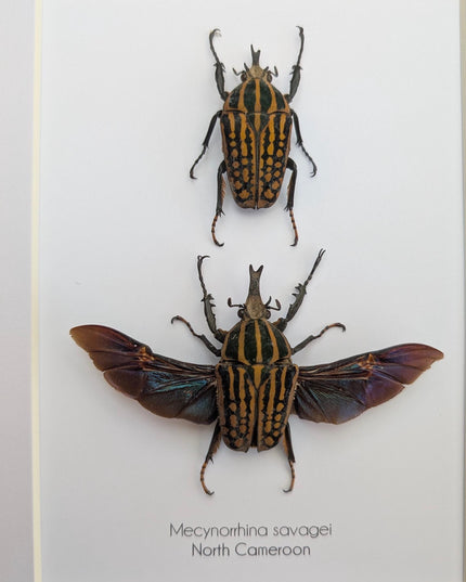 Framed Mecynorrhina Savagei Beetle Pair: Entomology Wall Decor (8x10)