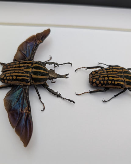Framed Mecynorrhina Savagei Beetle Pair: Entomology Wall Decor (8x10)