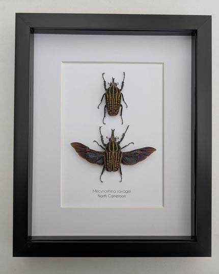 Framed Mecynorrhina Savagei Beetle Pair: Entomology Wall Decor (8x10)