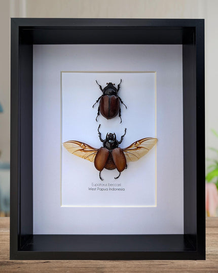 Framed Beccari's Horned Beetle Pair: 8x10 Entomology Gift
