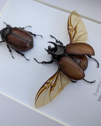 Framed Beccari's Horned Beetle Pair: 8x10 Entomology Gift