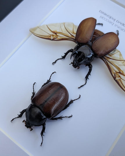 Framed Beccari's Horned Beetle Pair: 8x10 Entomology Gift