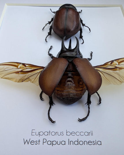 Framed Beccari's Horned Beetle Pair: 8x10 Entomology Gift