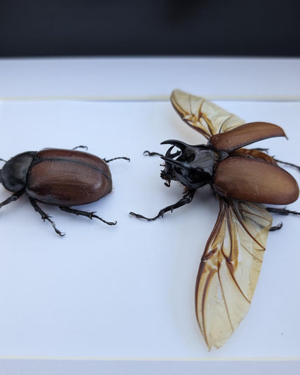 Framed Beccari's Horned Beetle Pair: 8x10 Entomology Gift