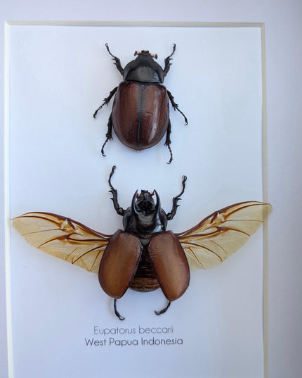 Framed Beccari's Horned Beetle Pair: 8x10 Entomology Gift