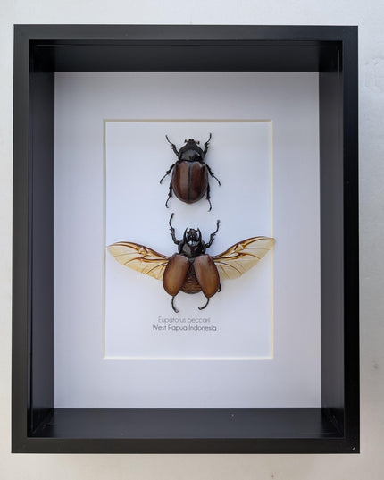Framed Beccari's Horned Beetle Pair: 8x10 Entomology Gift