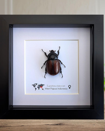 Framed Beccari's Horned Beetle Taxidermy, Entomology Gift