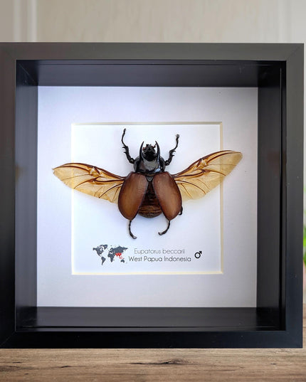 Eupatorus beccarii, the Beccari's horned beetle,  taxidermy beetle, entomology gift, ethically sourced, insect specimen, 6x6