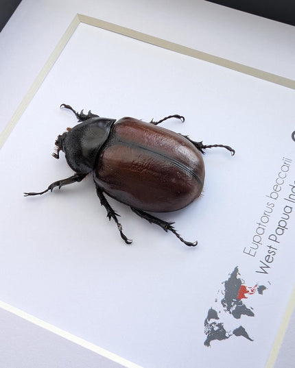 Framed Beccari's Horned Beetle Taxidermy, Entomology Gift
