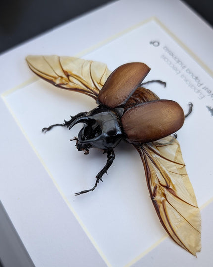 Eupatorus beccarii, the Beccari's horned beetle,  taxidermy beetle, entomology gift, ethically sourced, insect specimen, 6x6