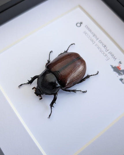 Framed Beccari's Horned Beetle Taxidermy, Entomology Gift