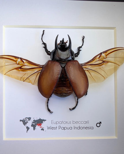 Eupatorus beccarii, the Beccari's horned beetle,  taxidermy beetle, entomology gift, ethically sourced, insect specimen, 6x6