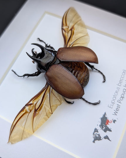 Eupatorus beccarii, the Beccari's horned beetle,  taxidermy beetle, entomology gift, ethically sourced, insect specimen, 6x6