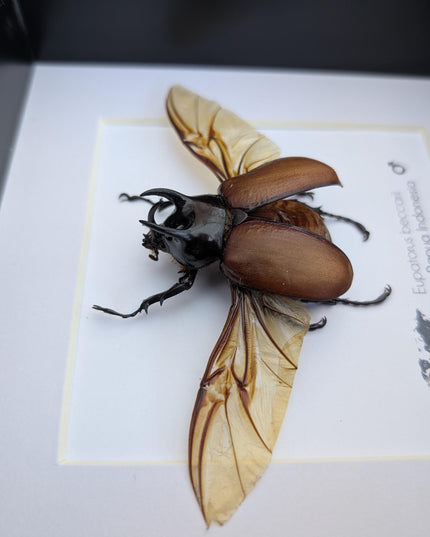 Eupatorus beccarii, the Beccari's horned beetle,  taxidermy beetle, entomology gift, ethically sourced, insect specimen, 6x6