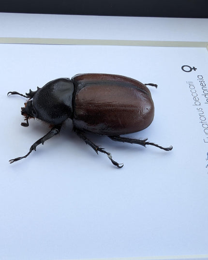 Framed Beccari's Horned Beetle Taxidermy, Entomology Gift