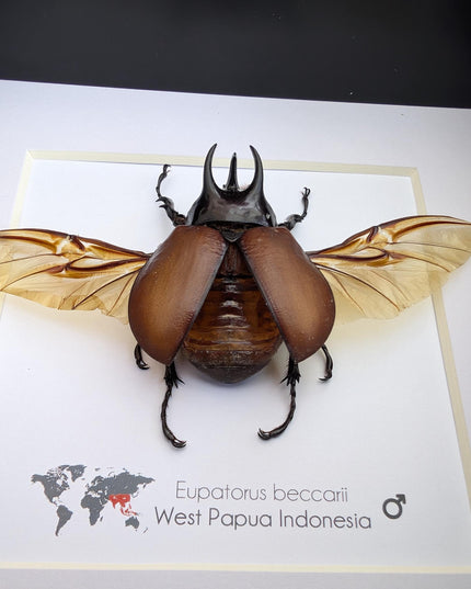 Eupatorus beccarii, the Beccari's horned beetle,  taxidermy beetle, entomology gift, ethically sourced, insect specimen, 6x6