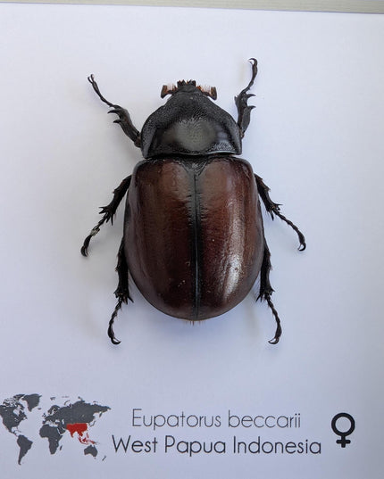 Framed Beccari's Horned Beetle Taxidermy, Entomology Gift