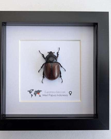 Framed Beccari's Horned Beetle Taxidermy, Entomology Gift